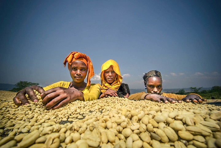 Sustainability in Ethiopian Coffee