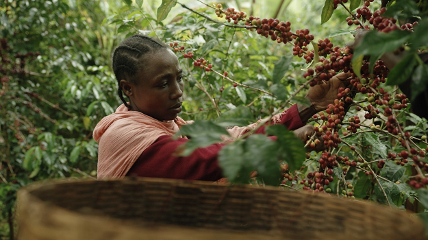 Sustainability in Ethiopian Coffee