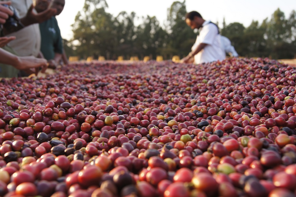 From Yirgacheffe to Sidamo: Coffee Origins